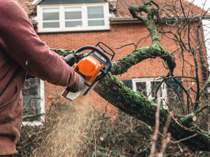 arborismo-los-lagos tala de arboles de alta complejidad en la región de los lagos