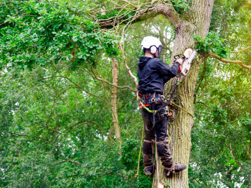 arborismo-puerto-montt arborista realizando poda de arboles en altura en la región de los lagos