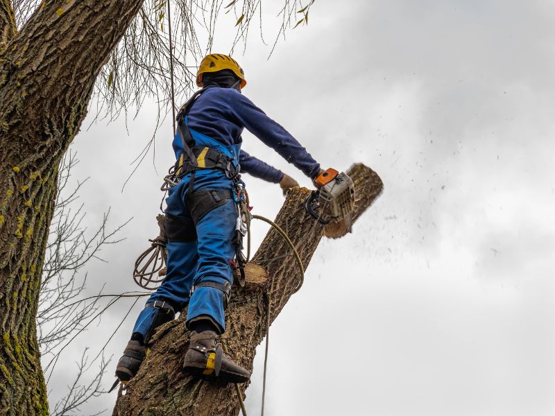tala de alta complejidad en puerto varas
