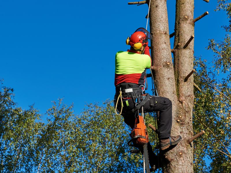 corte de arboles a domicilio en puerto montt