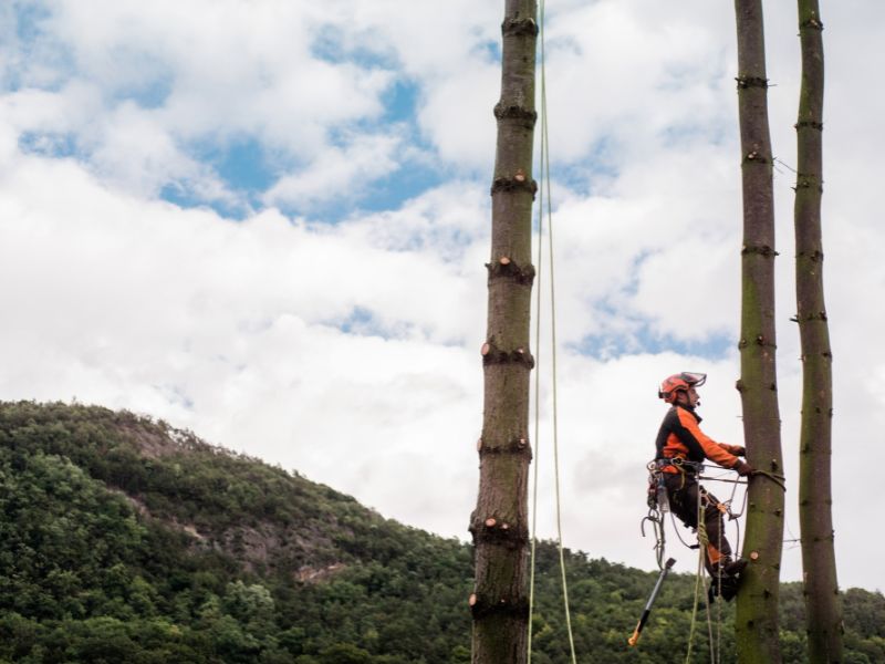 arborismo y manejo de arboles en la region de los lagos