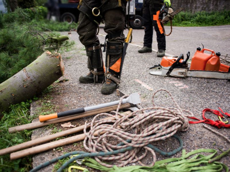 asesorias-arborismo-puerto-montt