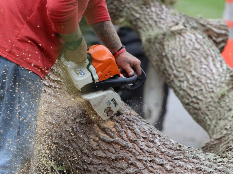 manejo de arboles en puerto montt