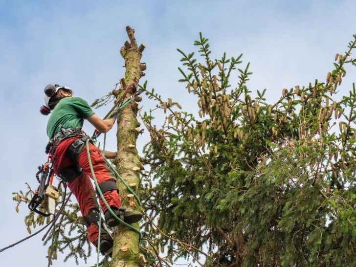 poda de pinos en altura en puerto varas