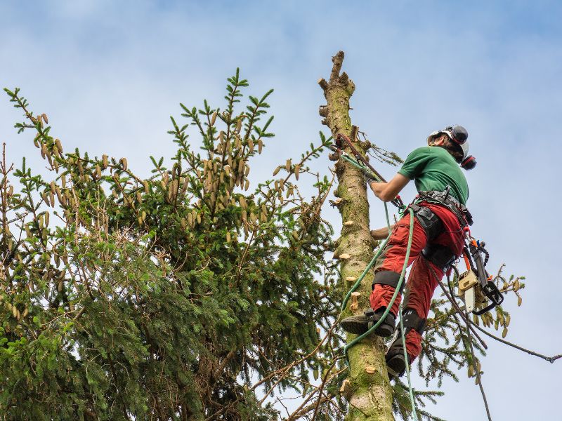 poda de pinos en puerto montt