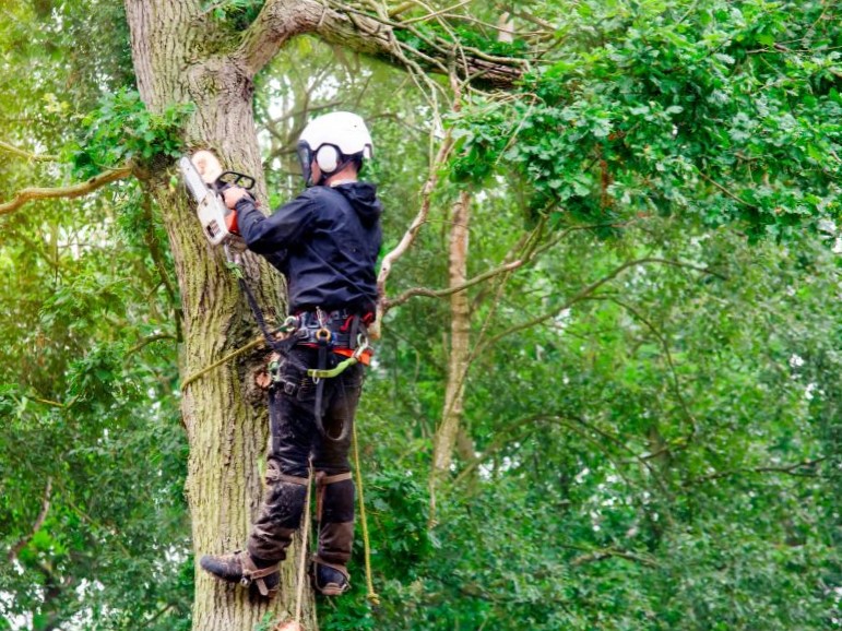 manejos de arboles en puerto varas