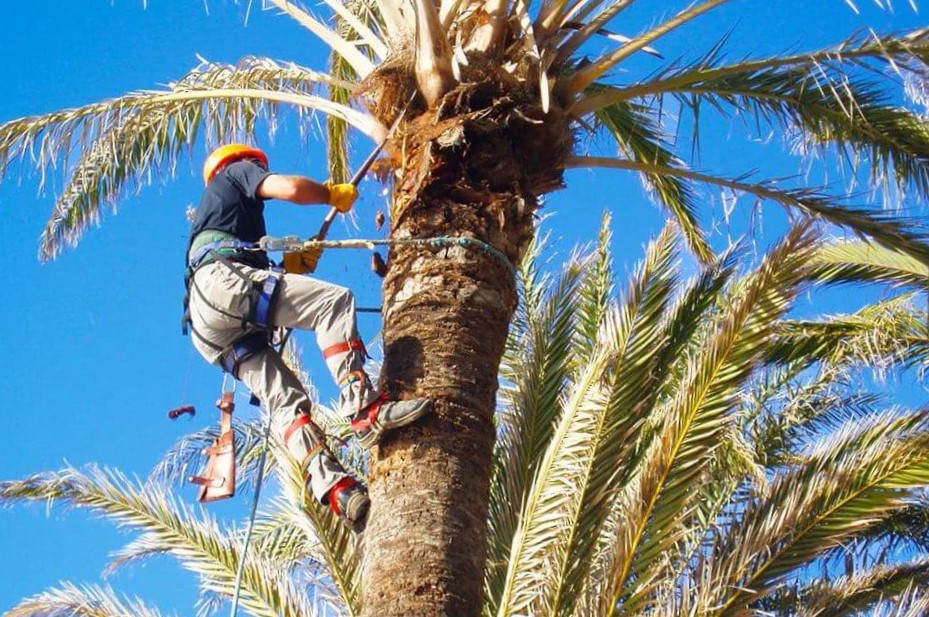 poda de palmeras en puerto montt